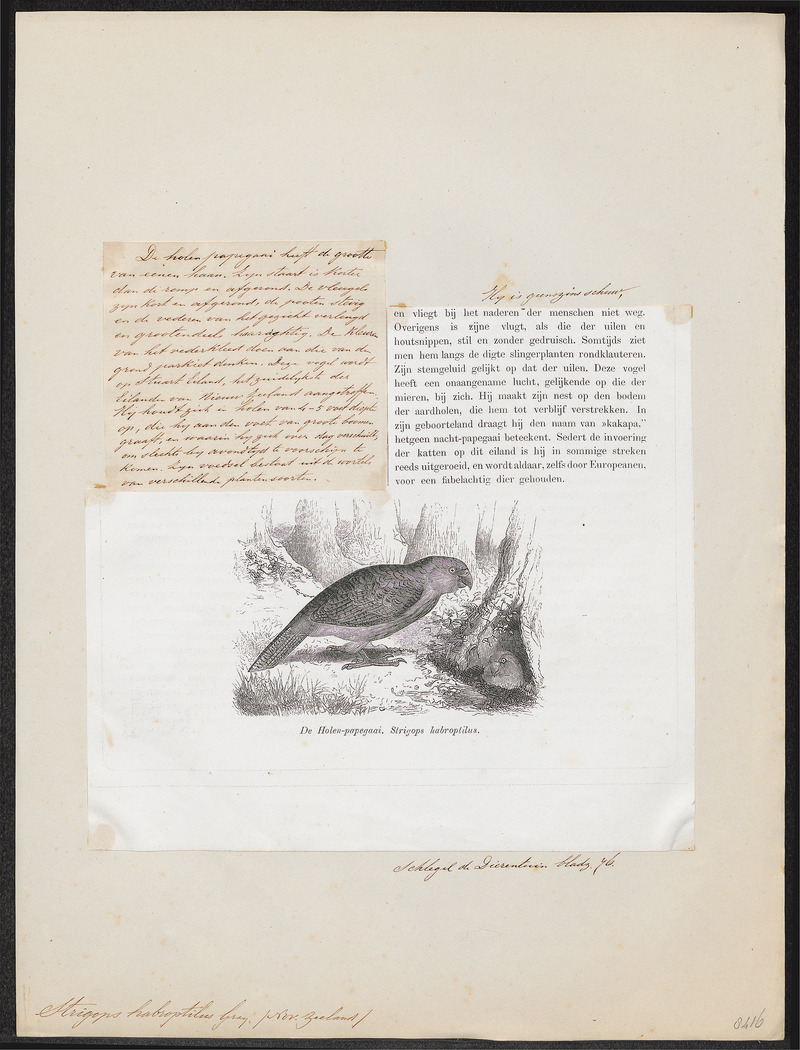 Strigops habroptilus - 1872 - Print - Iconographia Zoologica - Special Collections University of Amsterdam - UBA01 IZ18600041.jpg