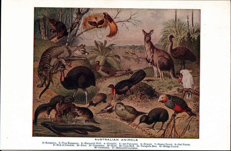 Australian Animals.jpg