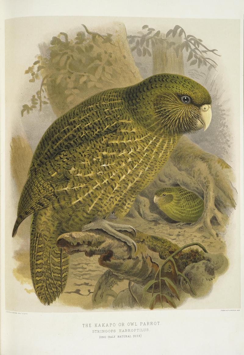Keulemans, John Gerrard 1842-1912 -The kakapo or owl parrot. Stringops habroptilus. (One-half natural size). - J. G. Keulemans delt. and lith. (Plate XIX. 1888). (21476531009).jpg