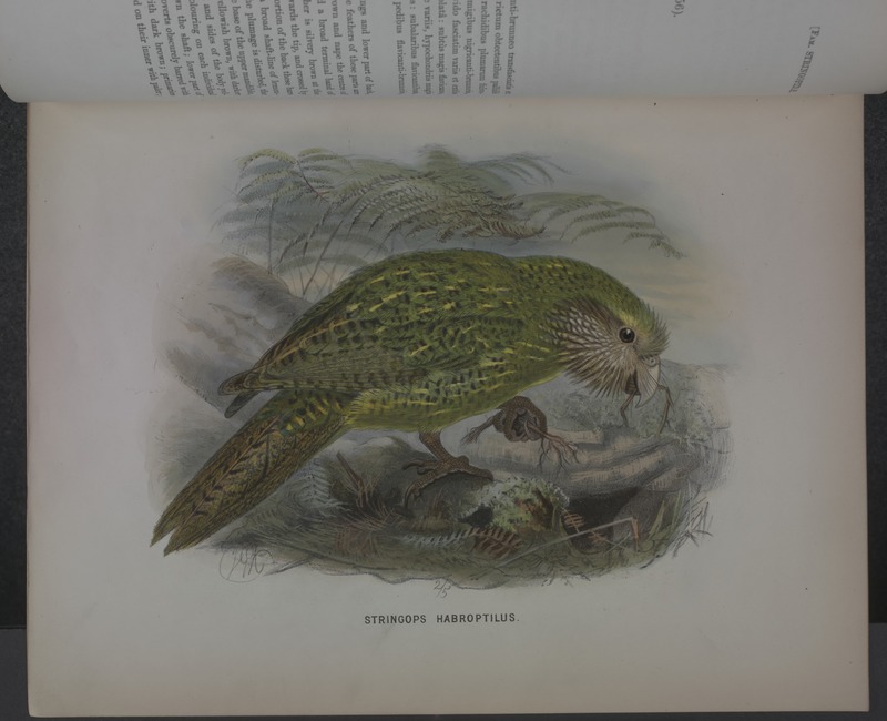 History of the birds of NZ 1st ed p026-2.jpg