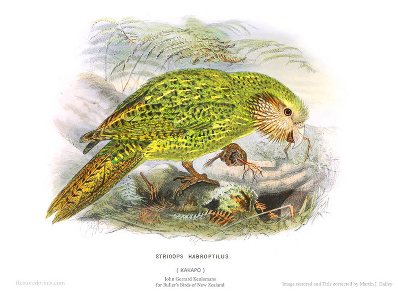 Kakapo - Strigops habroptilus - John Gerrard Keulemans for Buller's Birds of New Zealand.jpg