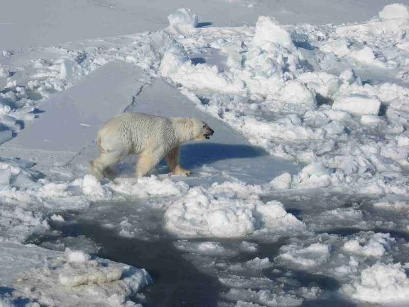 Male polar white bear walks on pack ice ursus maritimus.jpg