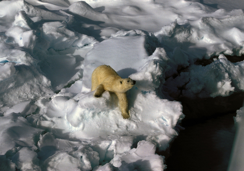 1991 polar-bear02 hg.jpg