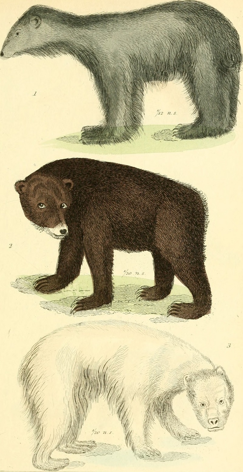 The animal kingdom, arranged according to its organization, serving as a foundation for the natural history of animals - and an introduction to comparative anatomy (1834) (18009222840).jpg
