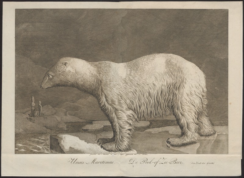 Ursus maritimus - 1700-1880 - Print - Iconographia Zoologica - Special Collections University of Amsterdam - UBA01 IZ22600067.jpg