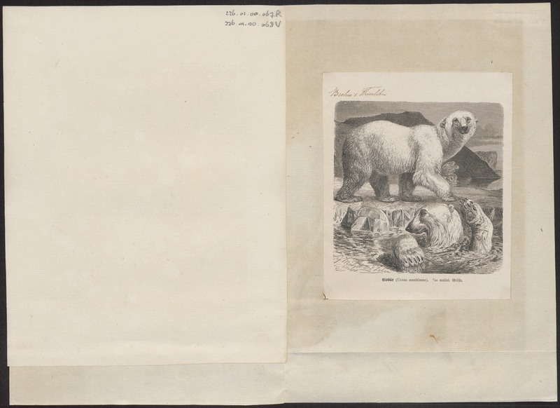 Ursus maritimus - 1700-1880 - Print - Iconographia Zoologica - Special Collections University of Amsterdam - UBA01 IZ22600068.jpg