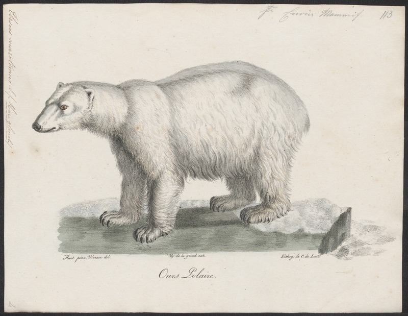 Ursus maritimus - 1700-1880 - Print - Iconographia Zoologica - Special Collections University of Amsterdam - UBA01 IZ22600069.jpg