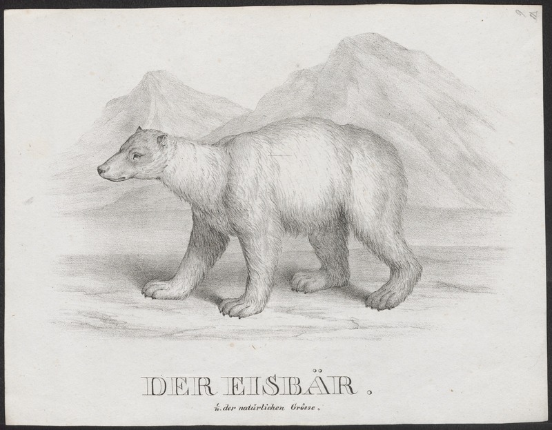 Ursus maritimus - 1700-1880 - Print - Iconographia Zoologica - Special Collections University of Amsterdam - UBA01 IZ22600071.jpg