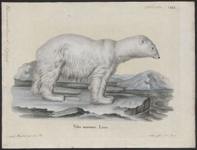 Ursus maritimus - 1700-1880 - Print - Iconographia Zoologica - Special Collections University of Amsterdam - UBA01 IZ22600073.jpg