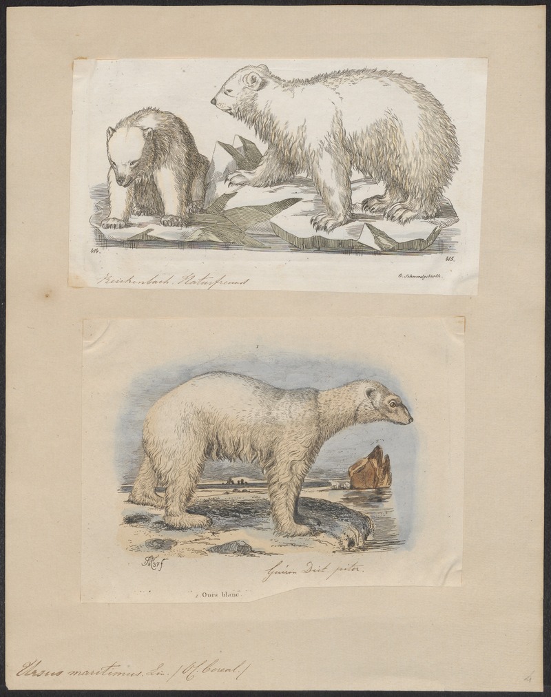 Ursus maritimus - 1700-1880 - Print - Iconographia Zoologica - Special Collections University of Amsterdam - UBA01 IZ22600075.jpg