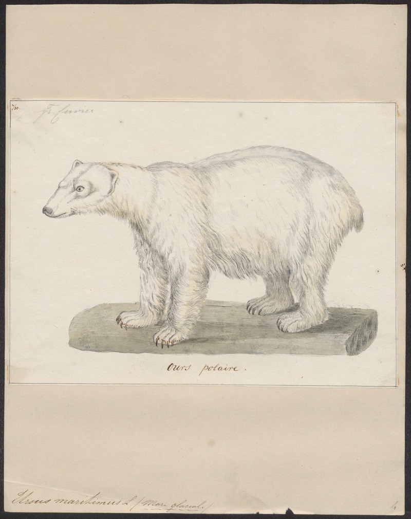 Ursus maritimus - 1700-1880 - Print - Iconographia Zoologica - Special Collections University of Amsterdam - UBA01 IZ22600077.jpg
