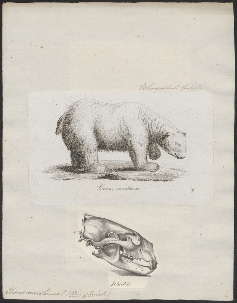 Ursus maritimus - 1700-1880 - Print - Iconographia Zoologica - Special Collections University of Amsterdam - UBA01 IZ22600079.jpg
