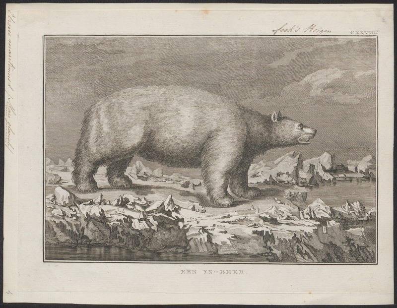 Ursus maritimus - 1700-1880 - Print - Iconographia Zoologica - Special Collections University of Amsterdam - UBA01 IZ22600081.jpg