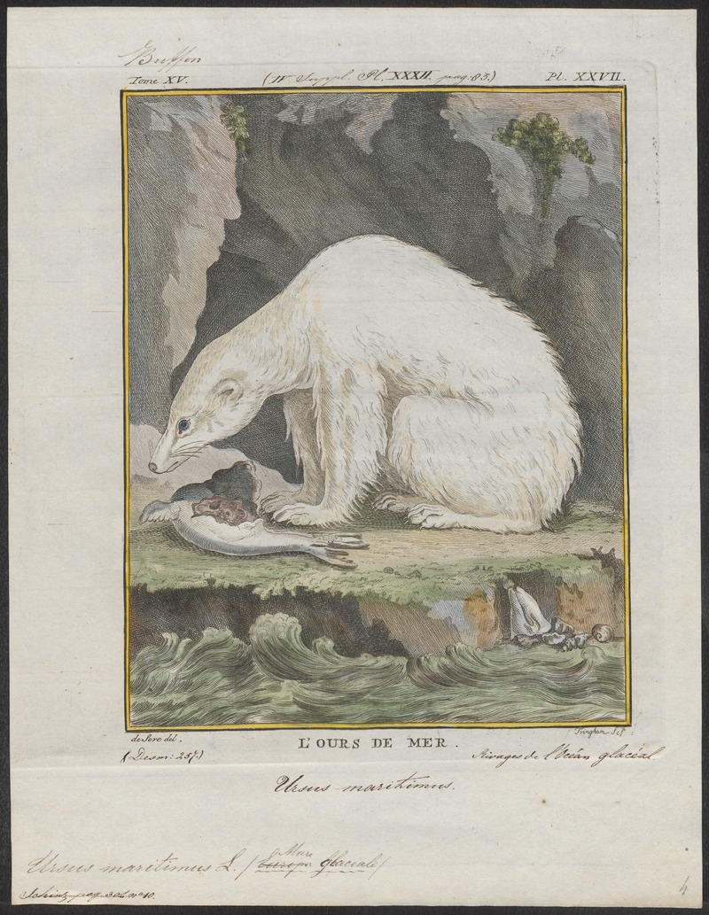 Ursus maritimus - 1700-1880 - Print - Iconographia Zoologica - Special Collections University of Amsterdam - UBA01 IZ22600083.jpg