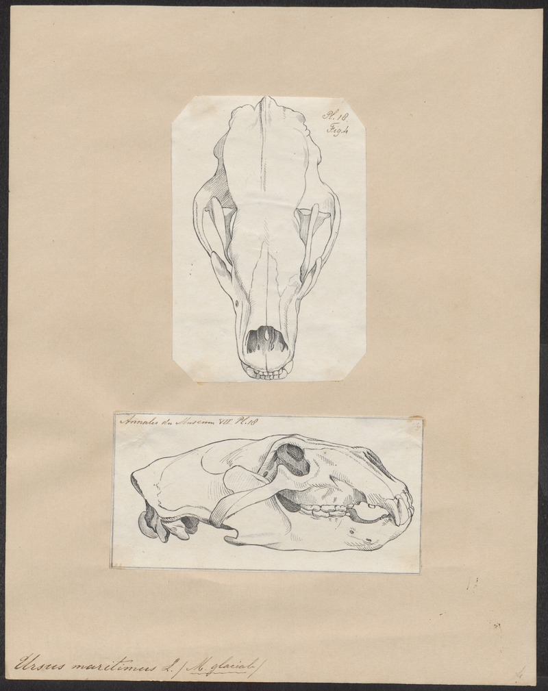 Ursus maritimus - 1700-1880 - Print - Iconographia Zoologica - Special Collections University of Amsterdam - UBA01 IZ22600085.jpg