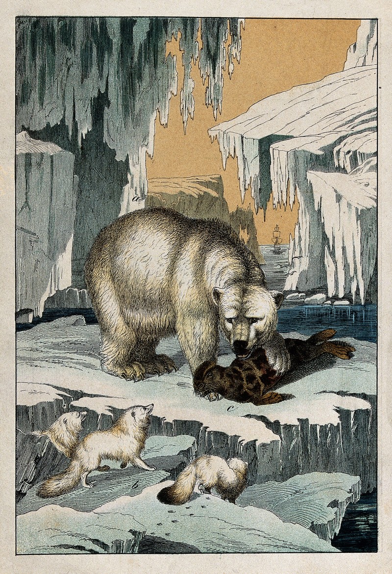 A polar bear is devouring its prey, a seal, on an ice floe i Wellcome V0021374.jpg