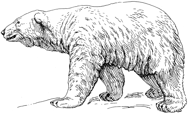 Polar Bear (PSF).png