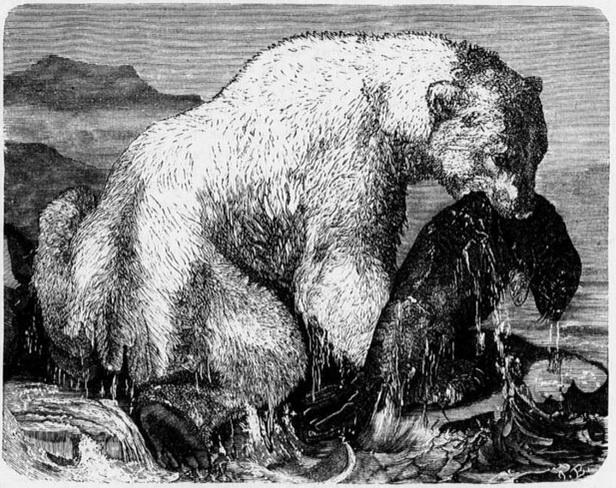 Polar.bear.engraving.jpg