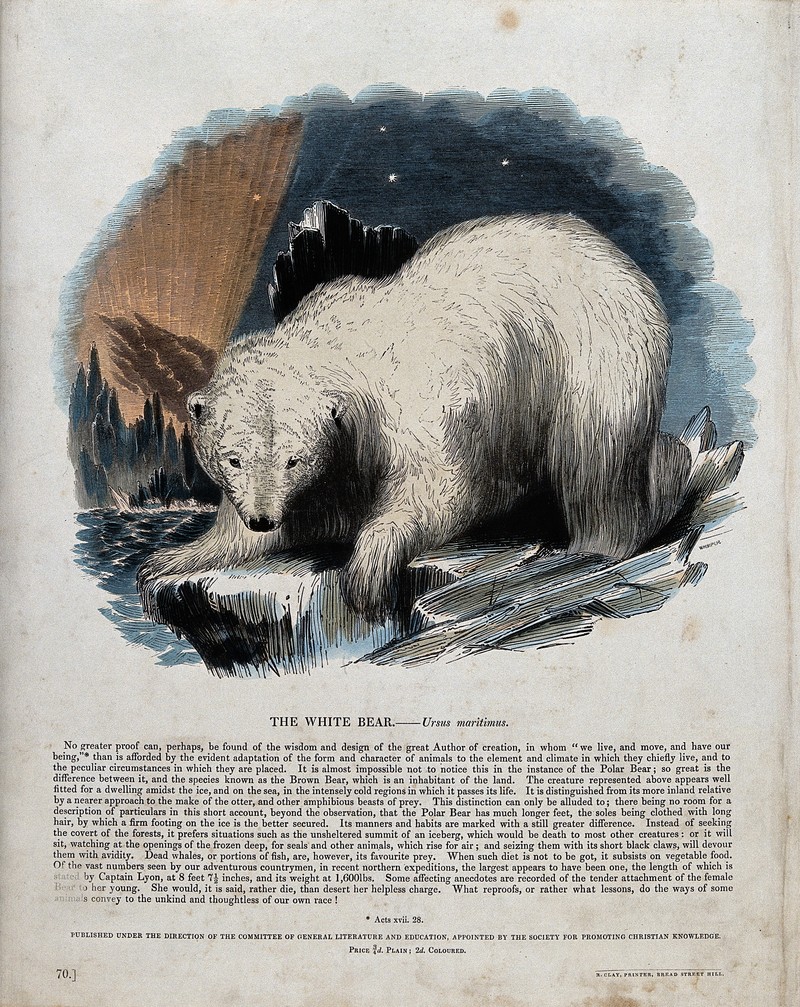 A white bear (Polar bear) standing on an ice floe. Coloured Wellcome V0020514.jpg