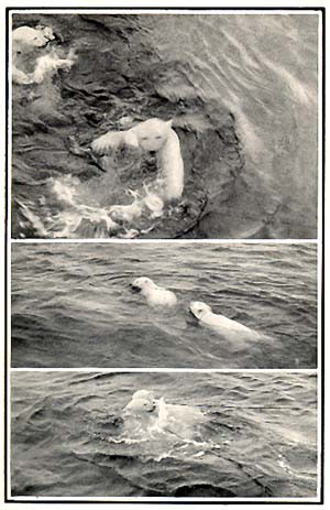 FMIB 32670 Shows Captive Bear Cubs, Brother and Sister;and Ice Beginning to Form on the Sea Waves.jpeg