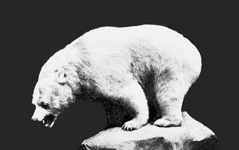 PSM V66 D484 Inland white bear.png