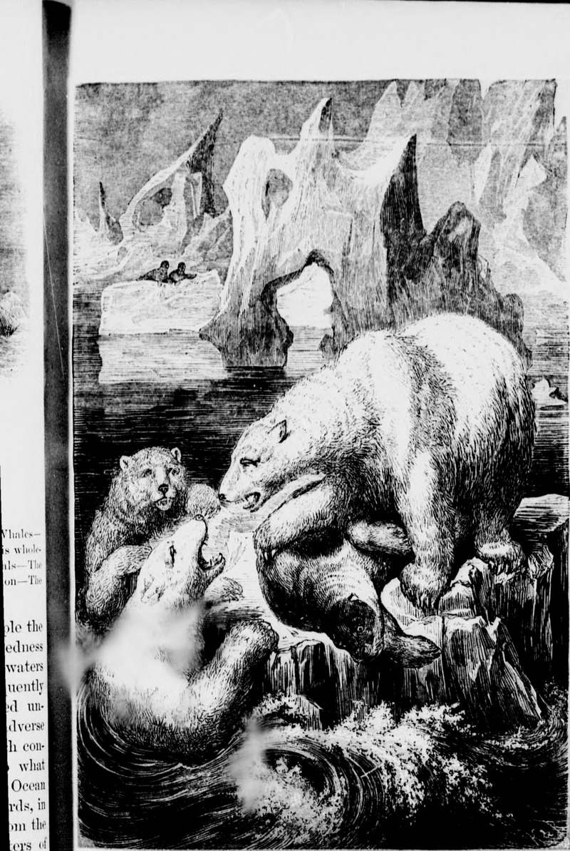 The polar world (microform) - a popular description of man and nature in the Arctic and Antarctic regions of the globe (1869) (20606241092).jpg
