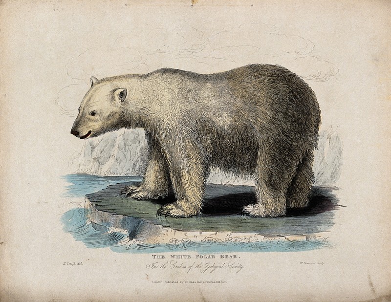 Zoological Society of London; a white polar bear on an ice f Wellcome V0023096.jpg