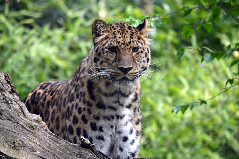Amoerpanter (8721741886) - Far Eastern Leopard, Amur leopard (Panthera pardus orientalis).jpg
