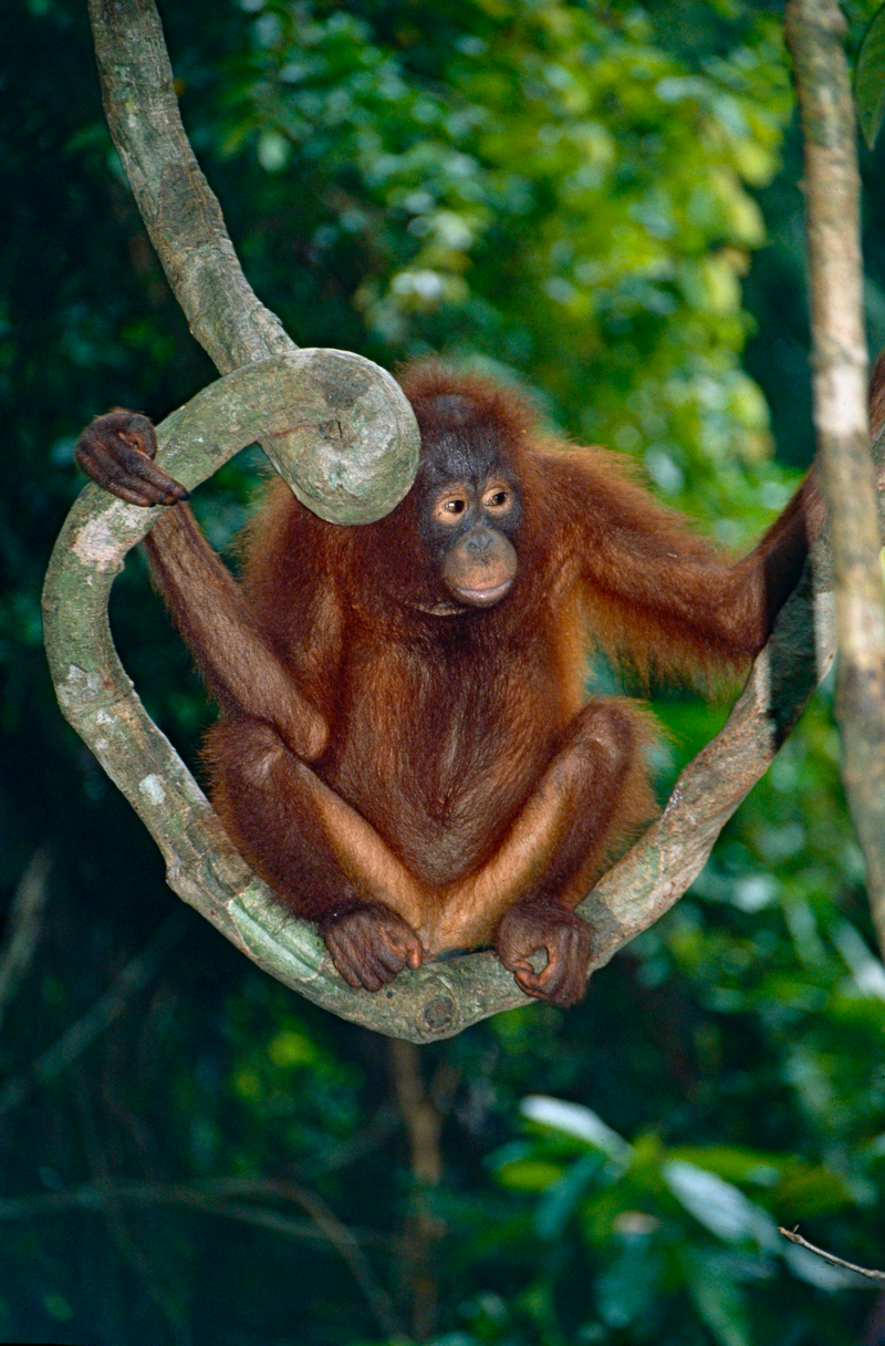 Bornean Orangutan (Pongo pygmaeus) (14582588301).jpg