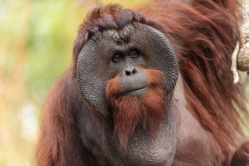 Male Bornean Orangutan - Big Cheeks.jpg