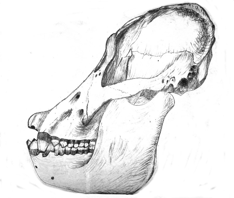 Orangutan skull JASB 2.jpg