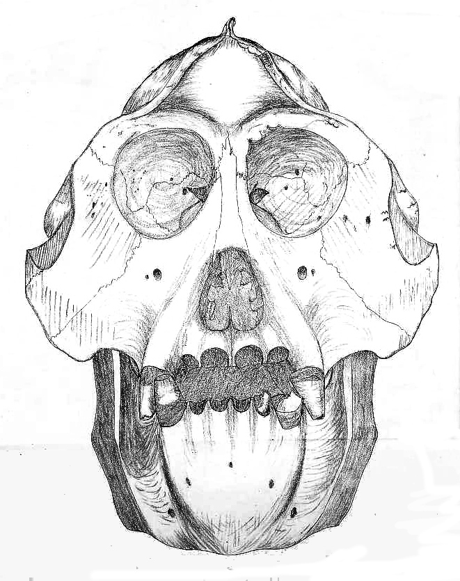 Orangutan skull JASB 1.jpg