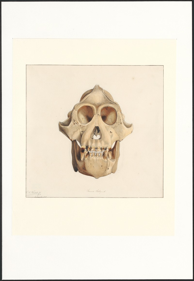 Simia satyrus - schedel - 1858 - Print - Iconographia Zoologica - Special Collections University of Amsterdam - UBA01 IZAA100300.jpg