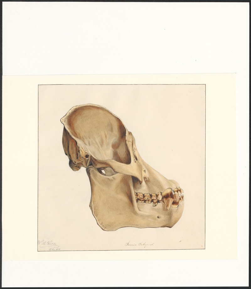 Simia satyrus - schedel - 1858 - Print - Iconographia Zoologica - Special Collections University of Amsterdam - UBA01 IZAA100302.jpg