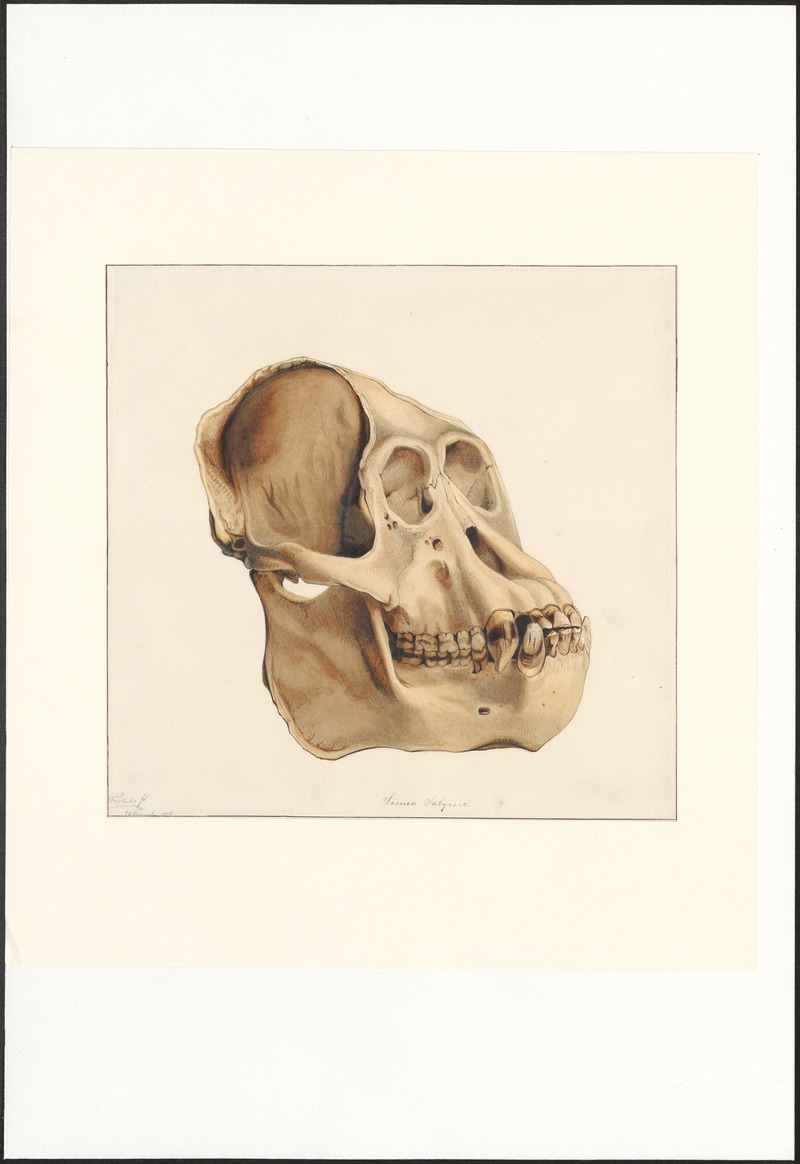 Simia satyrus - schedel - 1859 - Print - Iconographia Zoologica - Special Collections University of Amsterdam - UBA01 IZAA100304.jpg