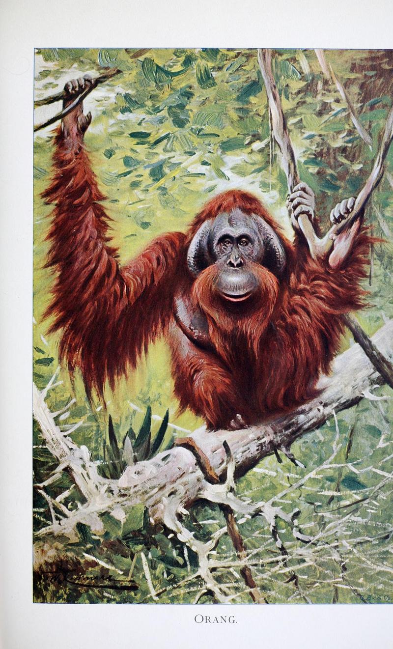 Orangutan (illustration).jpg