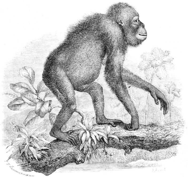 Orangutan-drawing.jpg