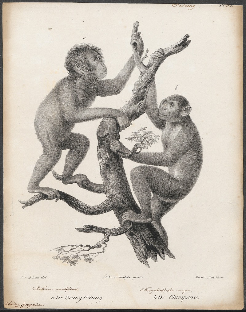 Pithecus satyrus - 1700-1880 - Print - Iconographia Zoologica - Special Collections University of Amsterdam - UBA01 IZ19800165.jpg