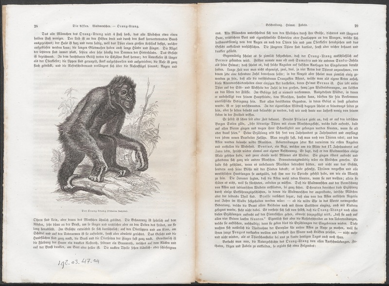 Pithecus satyrus - 1700-1880 - Print - Iconographia Zoologica - Special Collections University of Amsterdam - UBA01 IZ19800178.jpg