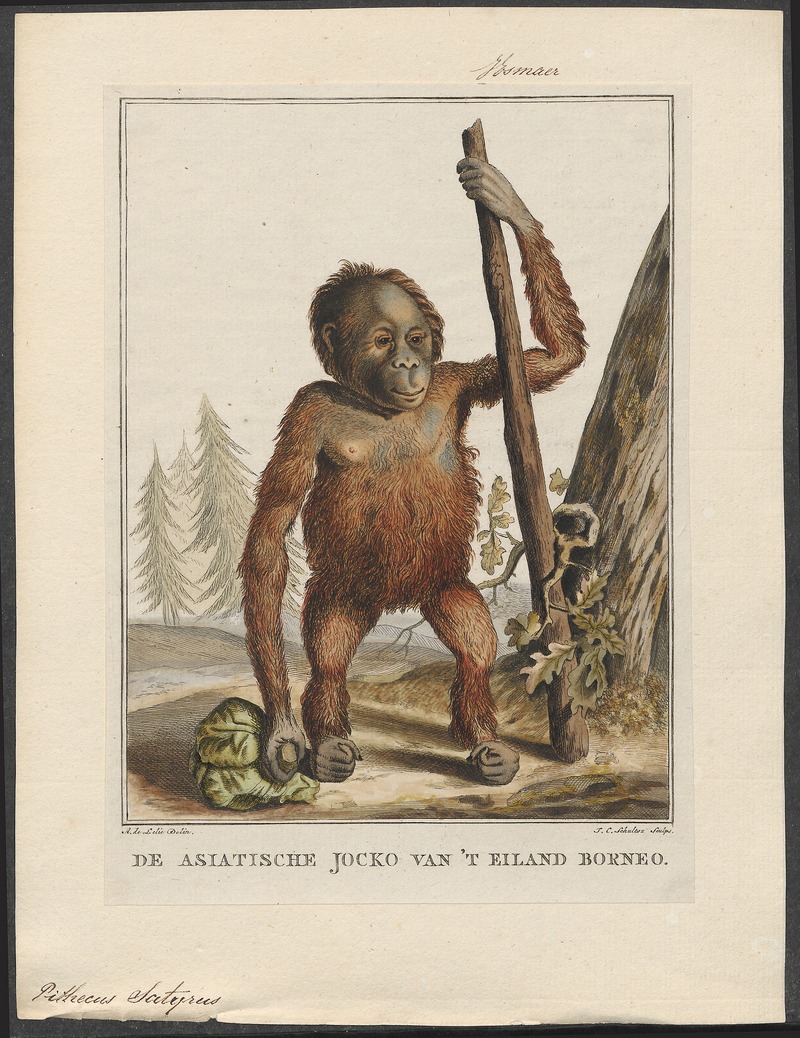Pithecus satyrus - 1810-1819 - Print - Iconographia Zoologica - Special Collections University of Amsterdam - UBA01 IZ19800056.jpg