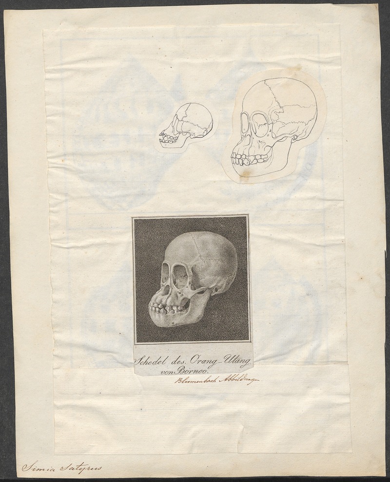 Simia satyrus - 1700-1880 - Print - Iconographia Zoologica - Special Collections University of Amsterdam - UBA01 IZ19800062.jpg