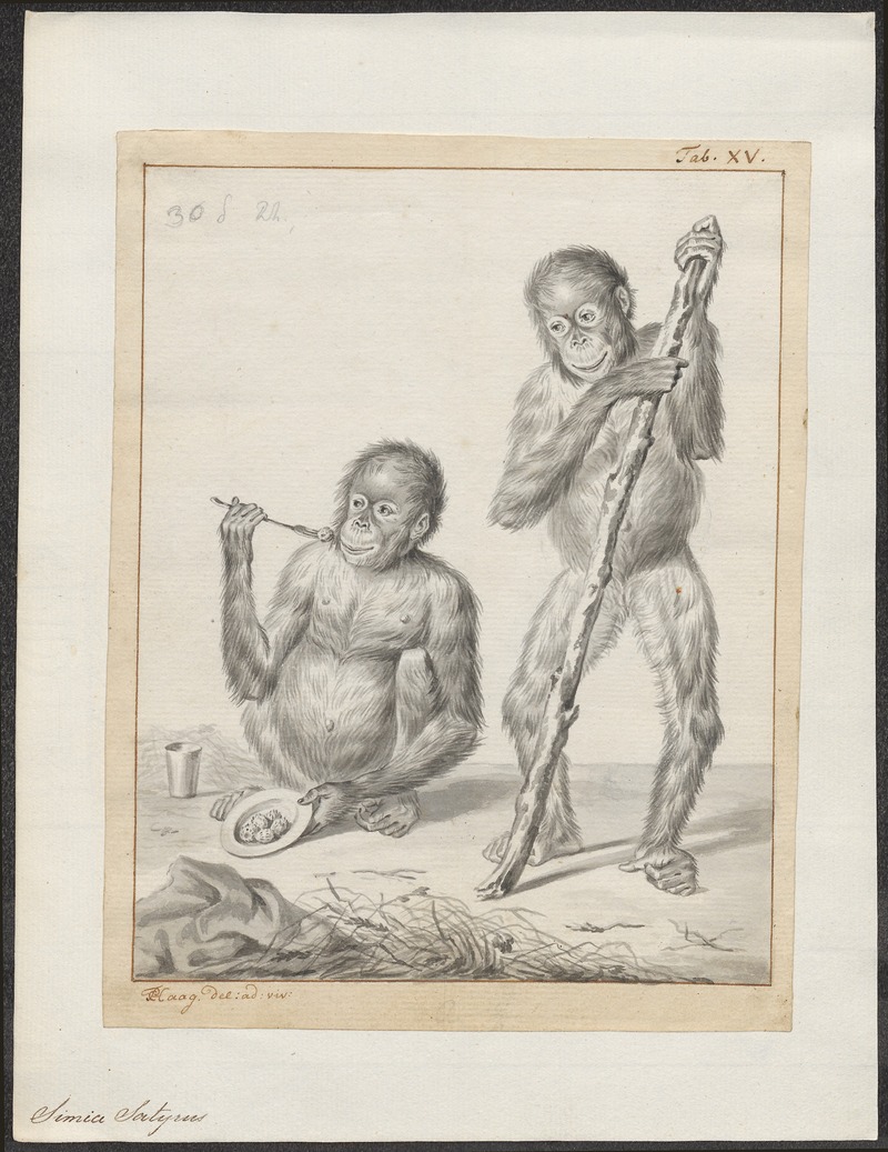 Simia satyrus - 1737-1812 - Print - Iconographia Zoologica - Special Collections University of Amsterdam - UBA01 IZA1000172.jpg