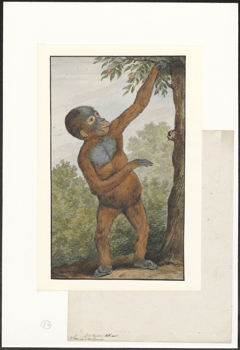 Simia satyrus - 1753-1834 - Print - Iconographia Zoologica - Special Collections University of Amsterdam - UBA01 IZA1000216.jpg