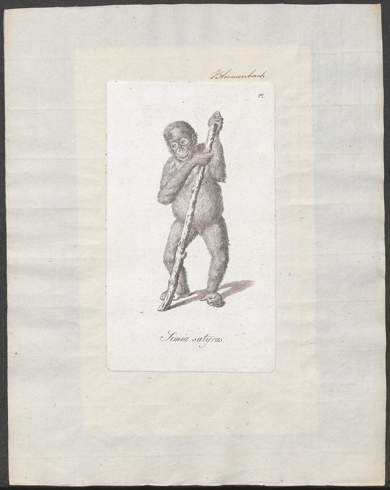 Simia satyrus - 1810 - Print - Iconographia Zoologica - Special Collections University of Amsterdam - UBA01 IZ19800054.jpg