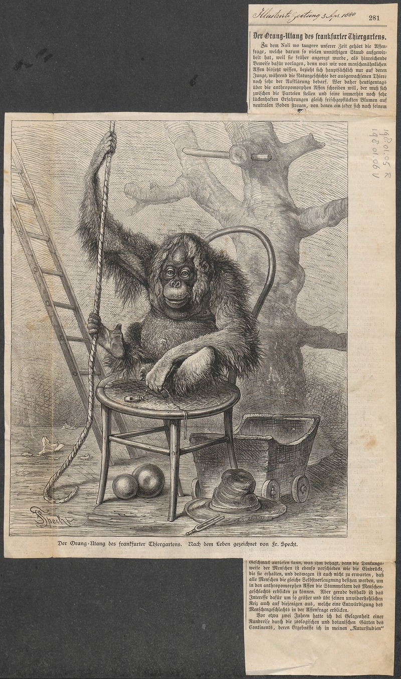 Simia satyrus - 1880 - Print - Iconographia Zoologica - Special Collections University of Amsterdam - UBA01 IZ19800006.jpg