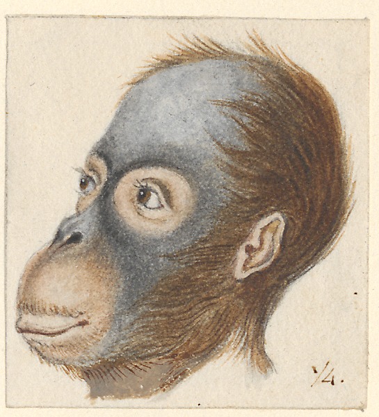 Simia satyrus - hoofd - - Print - Iconographia Zoologica - Special Collections University of Amsterdam - UBA01 IZA1000690.jpg