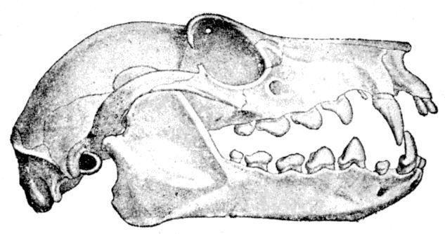 Cambridge Natural History Mammalia Fig 256.jpg