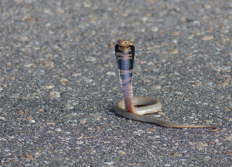 Mozambique Spitting Cobra (Naja mossambica) juvenile spreading a hood (13849799504).jpg