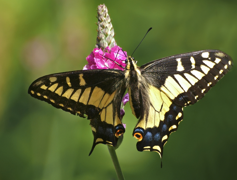 Swallowtail Pose (Papilio zelicaon) - anise swallowtail (Papilio zelicaon).jpg