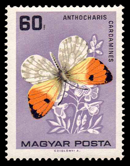 1727-Butterflies 60.jpg